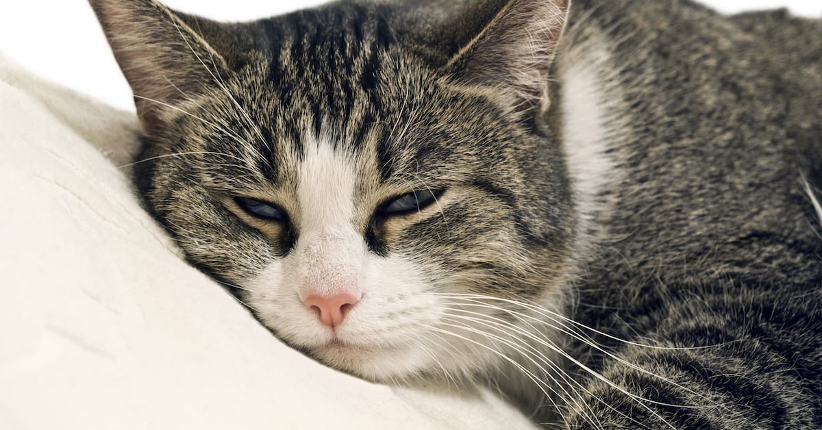 why-do-cats-slow-blink-a-happy-cat-expert-explains-feliway